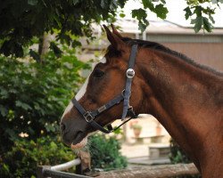 broodmare Wiener Gold (German Warmblood, 1990, from Ordensglanz)