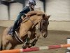 jumper Martini P (German Riding Pony, 2011, from Mister Mouse P)