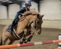 jumper Martini P (German Riding Pony, 2011, from Mister Mouse P)