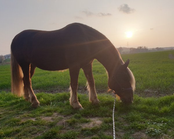 Pferd Lisa (Schwarzwälder Kaltblut, 2002, von Mauritius)