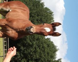 jumper Blushing Lady (Oldenburg show jumper, 2020, from Bentley van de Heffinck)