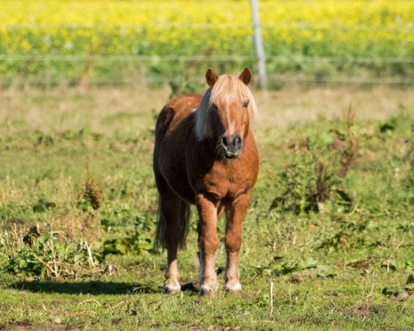 horse Amadeus vom Friedenssaal (Shetland Pony, 1992, from Aschwin v.d. Vossenpels)