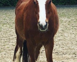 horse Konrad 15 (German Riding Pony, 1990, from Constantin)