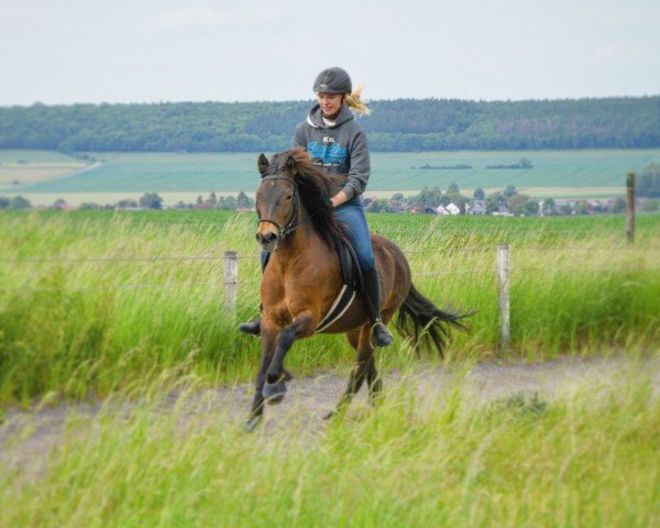 Pferd Ösp frá Hólshúsum (Islandpferd, 2006, von Tigull fra Gygjarholi)