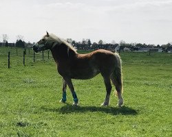 Pferd Betty (Haflinger, 1996, von Harlecin (3,125% ox))