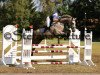 jumper Levito F (German Sport Horse, 2011, from Laspari)