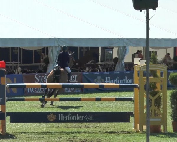 FEI Reitturnier Steinhagen (GER) 2014