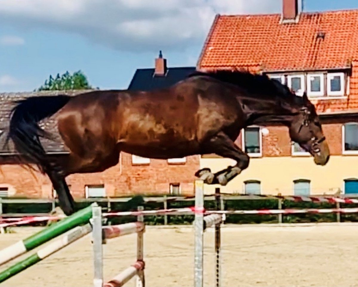 jumper So Unique H (Hanoverian, 2015, from Stolzenberg)