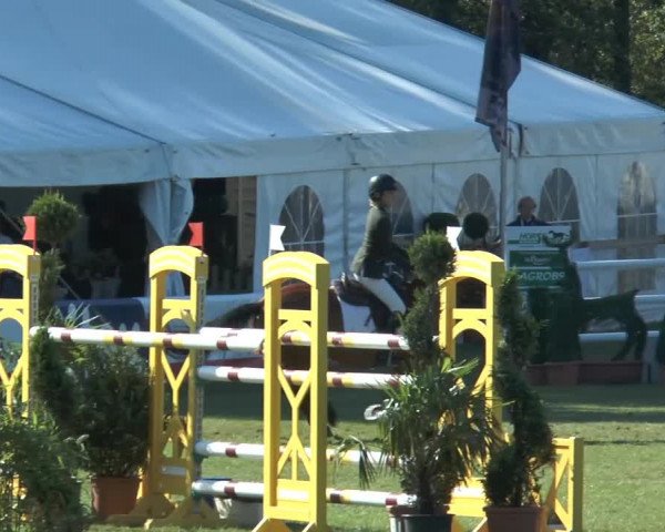 FEI Reitturnier Steinhagen (GER) 2014