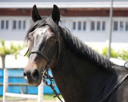 jumper Prohet (Latvian Warmblood, 2007, from Pako)