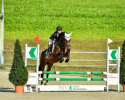 jumper Flash N' Dance de L' Horne Z (Zangersheide riding horse, 2015, from Felton VDL)