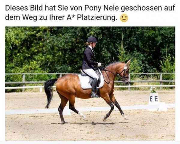 Dressurpferd Néle (Deutsches Reitpony, 2006, von Nitendo)