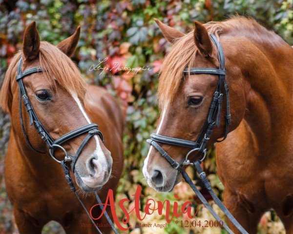 broodmare Astonia (German Riding Pony, 2000, from Makuba)