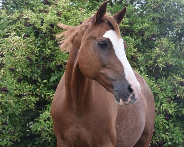 horse Merlin (German Riding Pony, 2000, from Makuba)