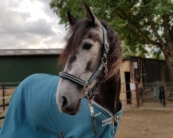 horse Caballero de la Luz (Cruzado-Espanol, 2016)