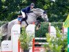 Deckhengst Hells Bells Blue Rrh (KWPN (Niederländisches Warmblut), 2012, von Zirocco Blue)