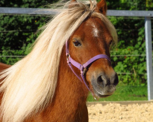 horse Emil 87 (Shetland pony (under 87 cm), 2004)