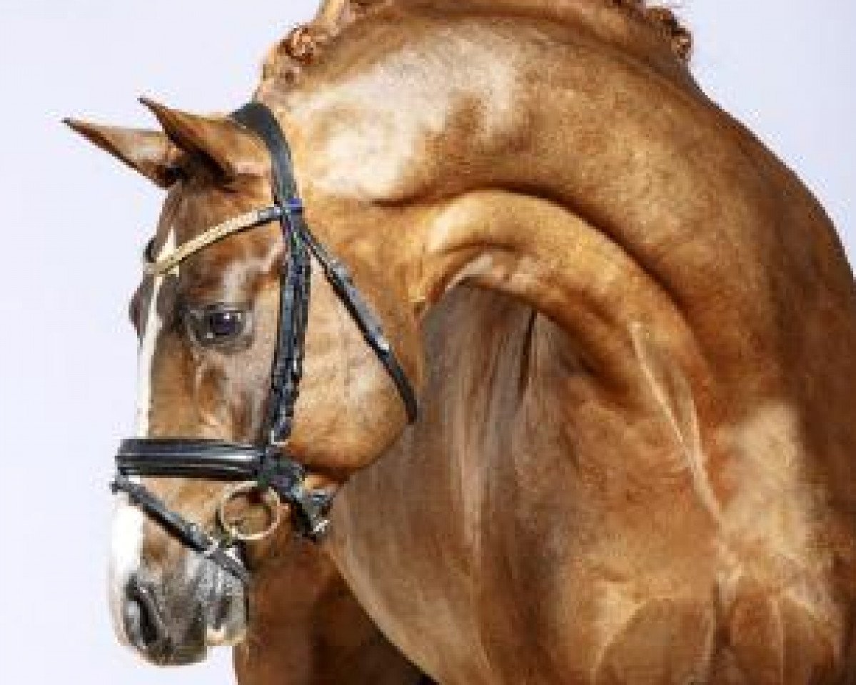 Deckhengst Drei D AT (Deutsches Reitpony, 2011, von Dance Star AT NRW)