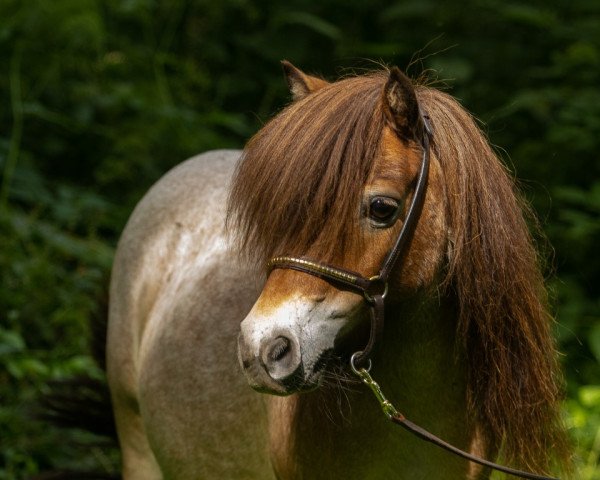 Zuchtstute Schalenburgs Gracia (Shetland Pony (unter 87 cm), 2005, von Balduin)
