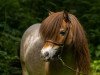 Zuchtstute Schalenburgs Gracia (Shetland Pony (unter 87 cm), 2005, von Balduin)