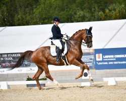 dressage horse Fein herb (Zweibrücken, 2012, from Florentianer)