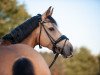 dressage horse Jella 12 (German Riding Pony, 2011, from FS Chambertin)