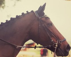 horse Joliette Du Marais (Selle Français, 1997, from Narcos II)