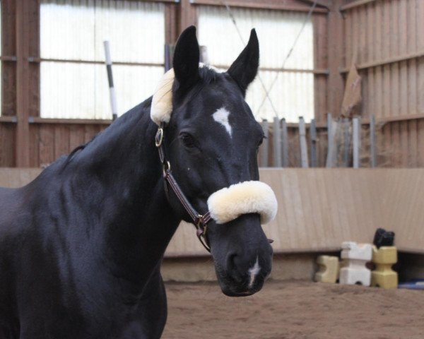 horse Julka (Schlesier, 2006, from Harcap)