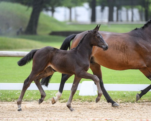 broodmare Chili Peppa (Oldenburg show jumper, 2008, from Contendro I)