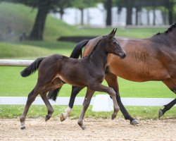 broodmare Chili Peppa (Oldenburg show jumper, 2008, from Contendro I)