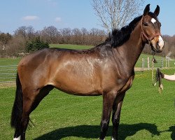 dressage horse Santafee (Westphalian, 2016, from Sir Heinrich OLD)