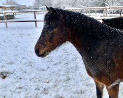 horse Carina (Westphalian, 2009, from Chardas)