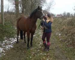 Pferd Mieke (Deutsches Reitpferd, 2008, von Matchello)