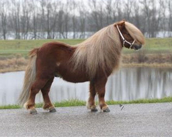 Pferd Bolero uit den Hout (Shetland Pony, 2008, von Gold Star van de Beatrixlaan)