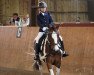 dressage horse Riverdale Lad (Pony without race description, 2007)