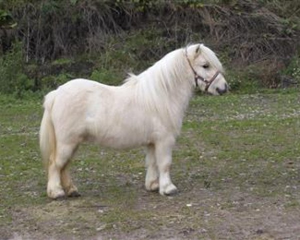 Deckhengst Grimm van de Groenkamp (Shetland Pony, 2013, von Bolero uit den Hout)