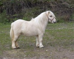 stallion Grimm van de Groenkamp (Shetland Pony, 2013, from Bolero uit den Hout)