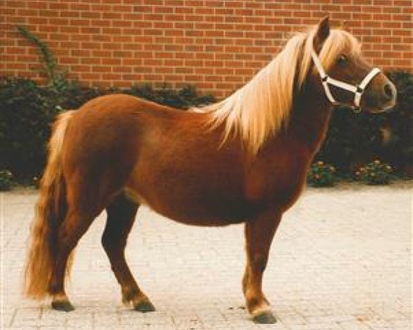 Zuchtstute Esthelf v.d. Nijkamphoeve (Shetland Pony (unter 87 cm), 1990, von Fairy Goldsmith)