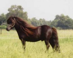 stallion Lexjan van de Gathe (Shetland pony (under 87 cm), 1996, from Fanster van de Gathe)