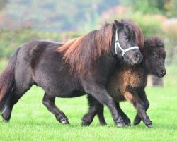 Zuchtstute Spirit van de Groenkamp (Shetland Pony (unter 87 cm), 2002, von Lexjan van de Gathe)