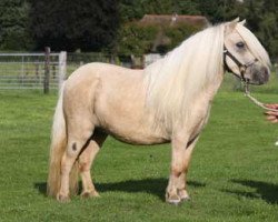 Zuchtstute Ayda van de Groenkamp (Shetland Pony (unter 87 cm), 2007, von Annie's Palomino Prince)