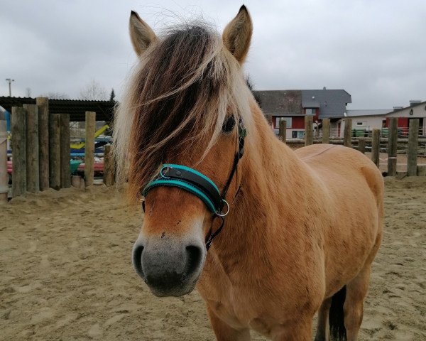 horse Olwin (Fjord Horse, 2018, from Hermansen N.2629)