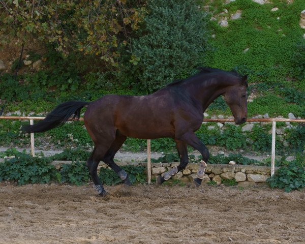 horse El Paso (KWPN (Royal Dutch Sporthorse), 2009)