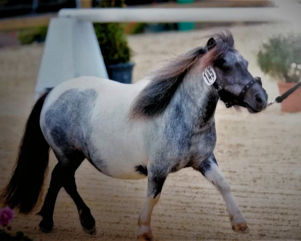 horse Tashina vom Försterberg (Shetland pony (under 87 cm), 2013, from Uno van de Zandhoven)