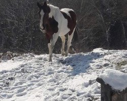 horse Wanda (Pinto with riding horses pedigree, 1997, from Granatnik)