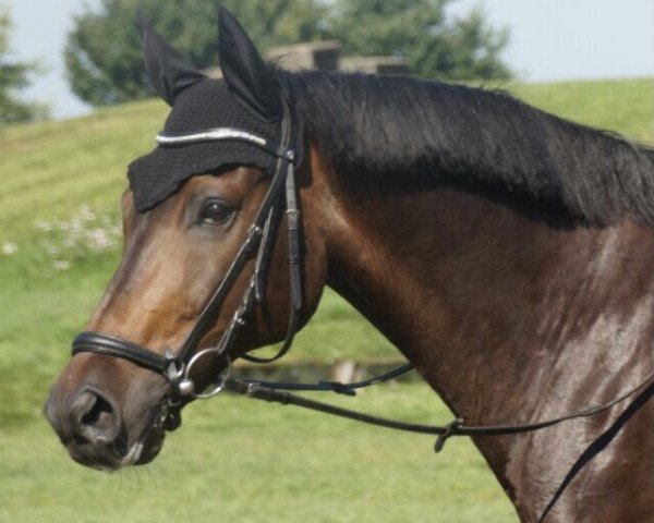 dressage horse Del Vino (Westphalian, 2002, from Danny de Vito 2)