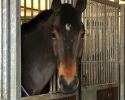 dressage horse Fantastic Friend (Hanoverian, 2014, from Fantastic)