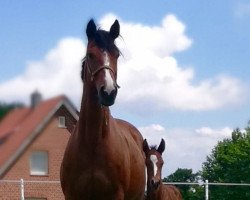 broodmare Cyrana Z (Zangersheide riding horse, 2003, from Campary H)