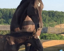 broodmare Kathania II (Trakehner, 1997, from Hohenstein I)