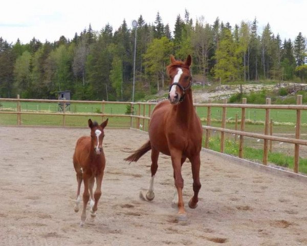 Pferd Rosenrot (Trakehner, 2006, von Perechlest)